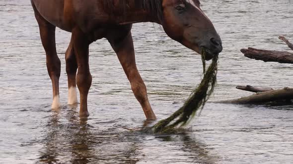 Mid shot of a horse eating river grass with the water flowing by.