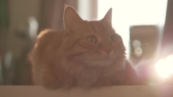 Curious Ginger Cat Sits on Table. Fluffy Pet Looks Attentively. Furry Domestic Animal at Cozy Home.