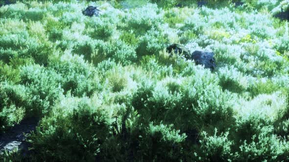 Big Rocks on Field with Dry Grass