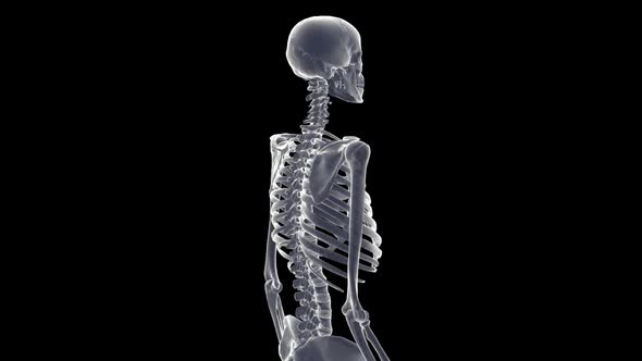 Skeleton Xray