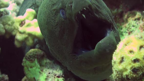 Super close up of Giant Moray eel getting cleaned by cleaner fish