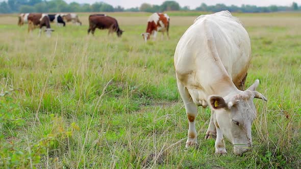 Cow Eating Grass