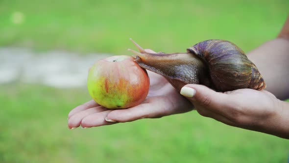 Achatina Fulica