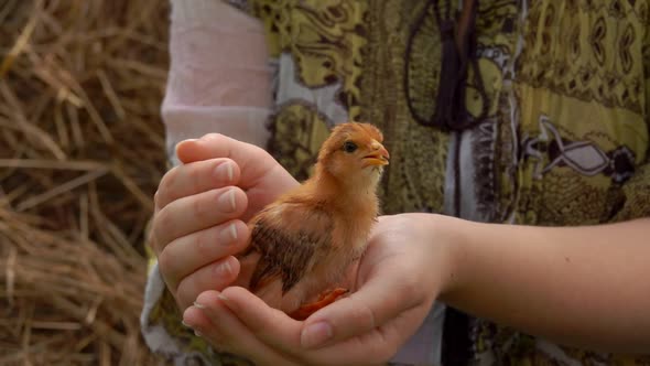 Closeup of the Little Red Chicken Sitting on the Hands of a Female Farmer