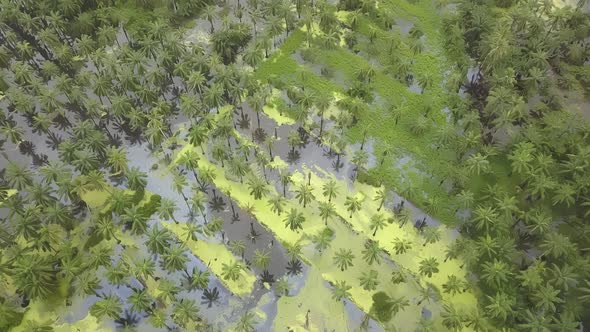 Drone shot flood happen in the palm oil