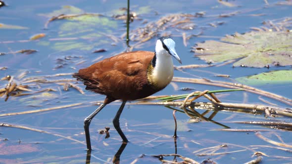 African jacana jumps up from a lake