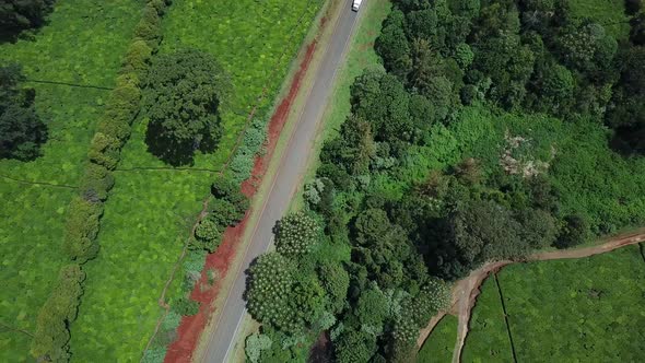 Truck is passing on road beside tea plantation in Limuru, Kenya. Aerial top down view, sunny day.