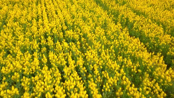 Aerial Drone View of Green Agricultural Field in the Countryside of Ukraine