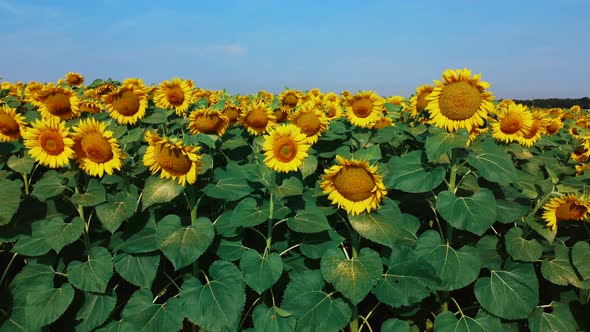 Sunflower Flowers Close Up