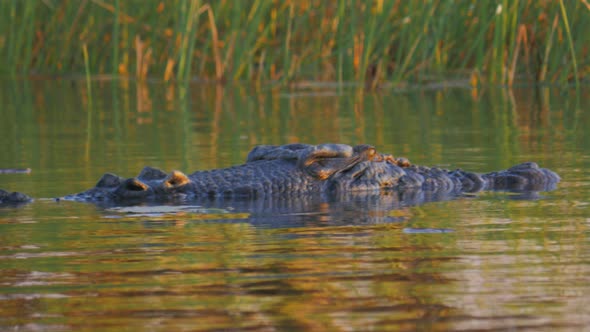 low angle close up of a large saltwater crocodile at the surface