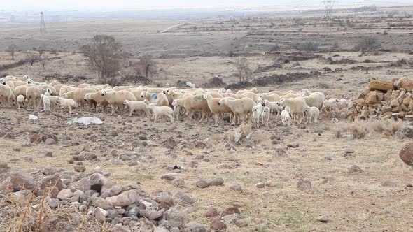 Flock of Sheep Walking