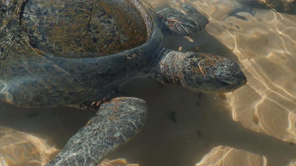 Closeup View of a Turtle in the Ocean