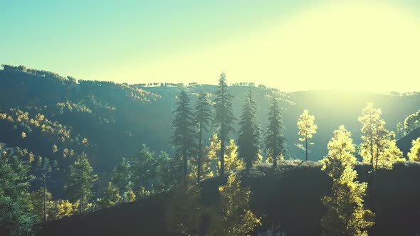 Beautiful Sunset View in Cedar Forest in Front of Sayan Mountain Range