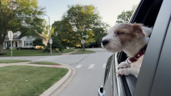 The Cute Dog Looks Out the Window of the Car That is Moving