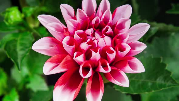 Red Dahlia Opening Flower in Time Lapse on a Green Leaves Background