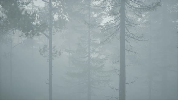 Cloudy Autumn Day in the Pine Forest with Fog