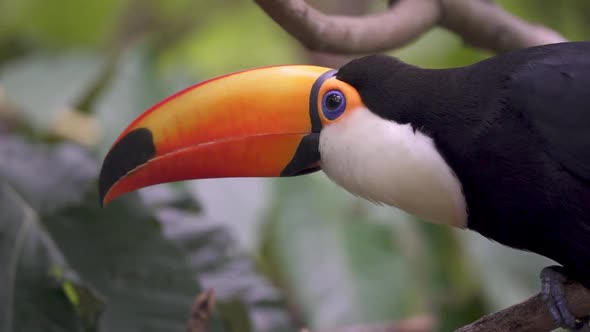 A close up shot of a giant toco toucan; ramphastos toco, with oversized, colorful bill perching on a