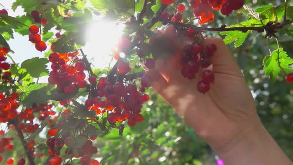 Female Hand Is Picking Red Currants From the Green Bush