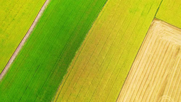 4K Aerial Wide view of Beautiful green rice fields in the rural of Thailand