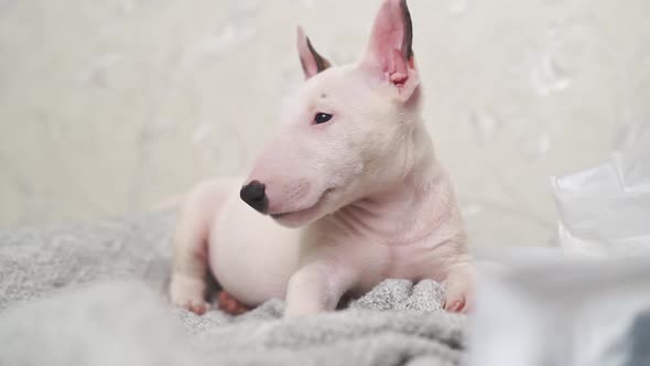 Cute Mini Bull Terrier Puppy on a Gray Blanket