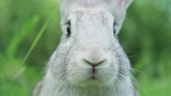 Cute Fluffy Little Bunny on a Green Meadow in Sunny Sunny Weather Closeup