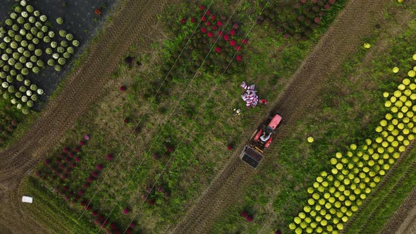 Aerial zenithal view of a flower field, a tractor pass by to collect bags, farmers fill up the tract