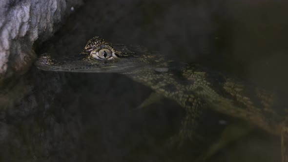 Caiman in the water just below the surface crocodillian