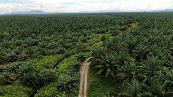 Aerial View of The Palm Oil Estates