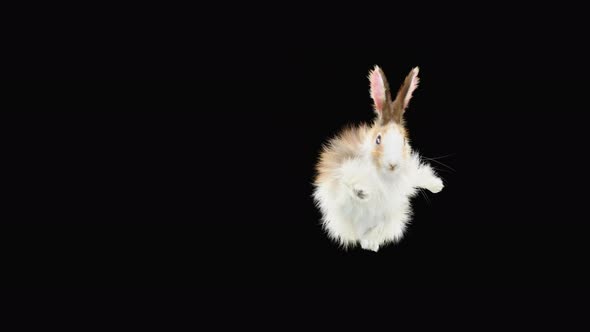 Rabbit Dancing 4K