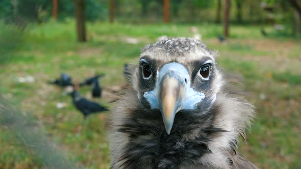 Black Vulture in the Zoo