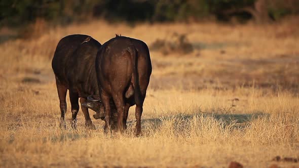 Two large buffalo, syncerus caffer wrestle and fight for dominance in golden light at Sabi Sands pri