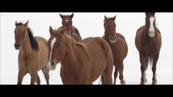 Slow motion wide screen of horses running as it is snowing.