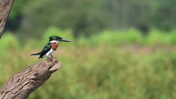 Costa Rica Birds, Amazon Kingfisher (chloroceryle amazona) Perched Perching on a Branch, Tarcoles Ri