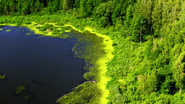 Vivid green algae on the lake in summer, flying above