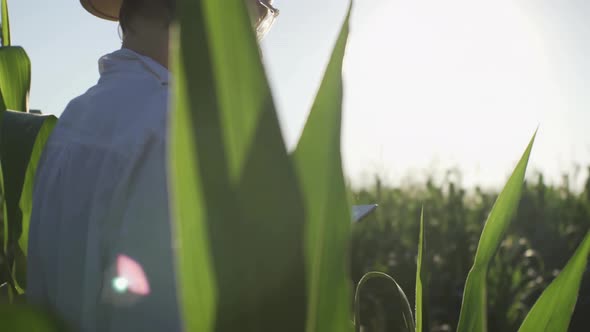 A Female Farmer Checks Green Cobs Of Corn For Maturity Ripening Readiness, Agronomist Farmer Stands