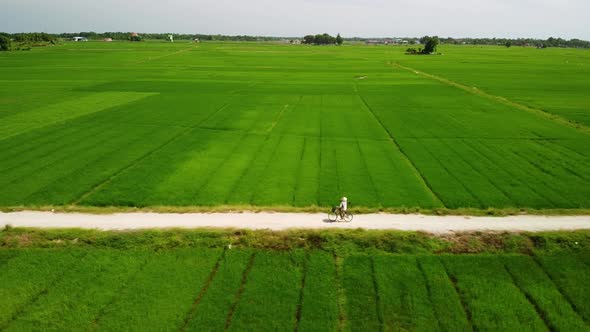 Drone Fly Over Scenic Green Paddy Field with Farmers Riding Bicycle on Dirt Road