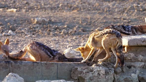 Group Of Wild Black-backed Jackals Drinking By The Man-made Waterhole In Kgalagadi, Botswana On A Su