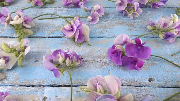 Colorful summer garden flowers: lilac sweet pea on the vintage wooden light blue background.