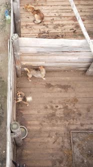 Aerial View of a Shelter for Stray Dogs