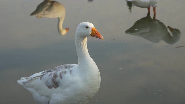 White goose in pond 4K 3840X2160 UHD footage - Beautiful goose in pond 4K 2160p UHD footage