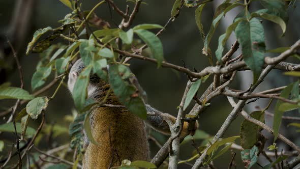 Static shot of squirrel monkey (Saimiri) Costa Rica sitting on the top of the branch