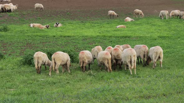 Flock of sheep grazing in grass and dirt field, Romania