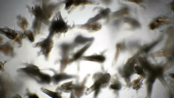 Movement of the Colony Nauplios Artemia Salina in the Water