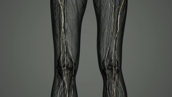 Brain and Nervous System of Human alt