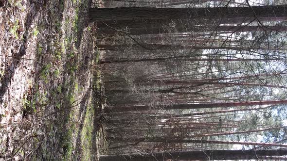 Vertical Video of Trees in a Pine Forest Slow Motion