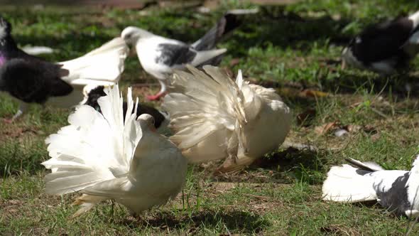 White pigeons expand the wing