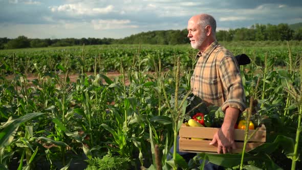 Slow motion medium wide side shot of farmer holding a box of organic vegetables looking in sunlight