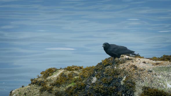 Bird Flies Off Rocks By The Water