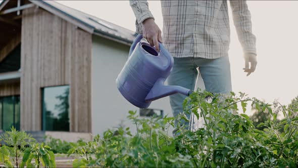 Close Up of Watering Vegetable Beds with a Watering Can in the Backyard