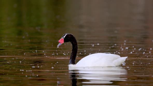 Single Black Necked Swan diving in lake water to hunt and eat. Slow mo close up